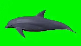 3d dolphin green screen effect for chromakey