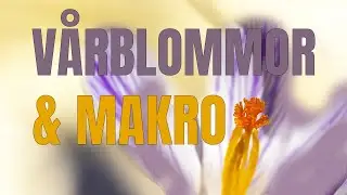 Vårblommor & makro - Flera råd för bättre makrofoto.