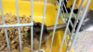 小老鼠喝水