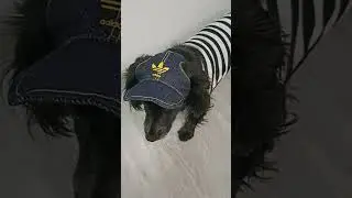 Как сшить кепку для собаки, уже у меня на канале☺