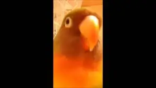 Peter my lovely love bird