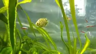 Scatophagus argus - kaložrút