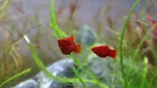Aquascaping