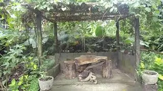 The Nature #shorts #nature