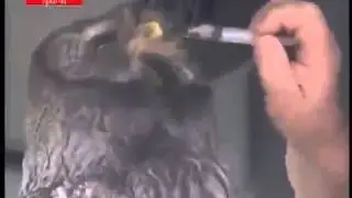 Дружба совы и дальнобойщика