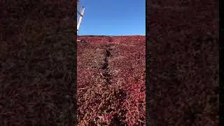 Droppbevattning sedumtak