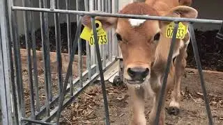 Incredible Modern Farm 