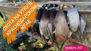 ОСЕННЯЯ ОХОТА на УТКУ в ПЛАВНЯХ БРЮХОВЕЦКОГО района 2021.