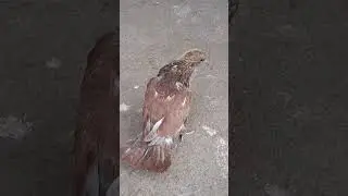 Ширик.Молодой.