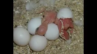 Еще пополнение в хозяйстве.