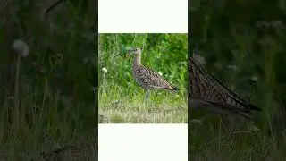 #shorts🐦👍Большой кроншнеп