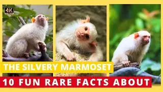 The Silvery Marmoset - 10c cute, interesting and Rare Facts
