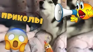 😆 УГАРНЫЕ ВИДЕО | ПОДБОРКА ПРИКОЛОВ 😆