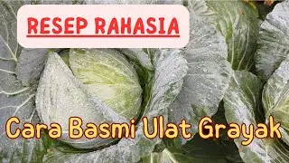 Cara Membasmi Ulat Grayak pada Kubis, Wajib Dicoba Petani