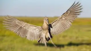 Дунёдаги энг бахайбат куш