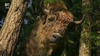 MTV Fikcyjna - Blok reklamowy (05/06.07.2026, 
