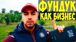 Закладка сада фундука как бизнес проект
