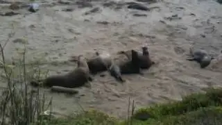 Bull elephant seals competing for dominance