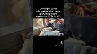 Cani piccoli e dieta BARF, si puó? Si puó!