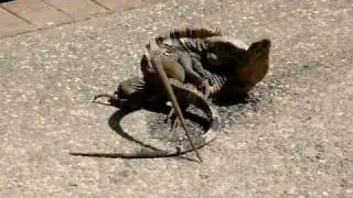 Porno Animal
