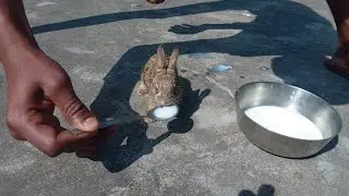 Cute Rabbit is drinking milk 🥛 #viral