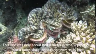 Baby Giant Clam