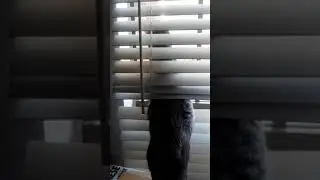 Cat Standing by the Window for 1 Minute