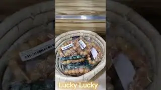 Lucky Lucky