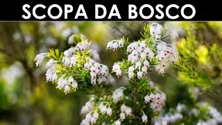 VErba Volant- Stipa, scopa, insomma, Erica arborea.