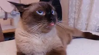 Angry Breath