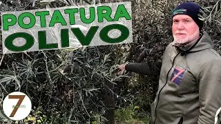 Potatura dell'olivo come e quando effettuare l'ABC Vaso Policonico