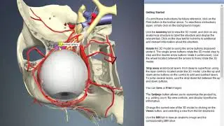 Lacrimal artery | Arteries of head and neck | 3D Human Anatomy | Organs
