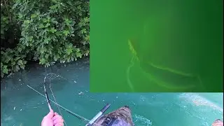 Je traque le silure des roseaux ! Underwater Cam