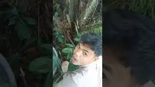 check the salak tree must be careful#shorts