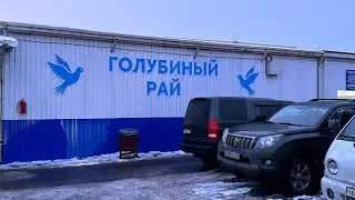 Ярмарка голубей Москва! 