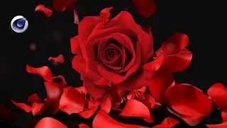 How to create the leaves of rose idea in Cinema 4d modeling and effects by photoshop