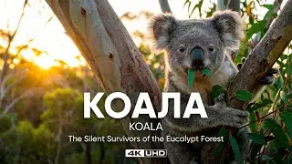 Koala | Ancient Ghost of the Eucalyptus Forest | 4K Documentary Film