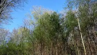 Forest Sounds | Bird Song & Woodland Ambience | 1 Hour