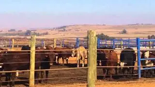 Karan Beef's feedlot in South Africa