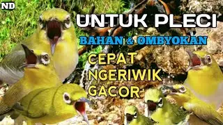 Terapi Air Pleci Paling Ampuh || Terapi PENGGACOR Pleci Agar Pleci Buka Paruh Terbaru