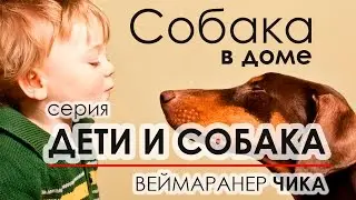 Дети и собака. Веймаранер Чика. 