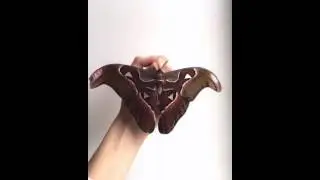 Гигантский мотылек Атлас