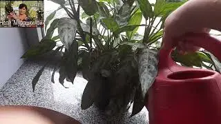 Полив растений. Как это делаю я.