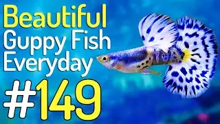 Guppy Channel - Beautiful Guppy Fish Everyday 149
