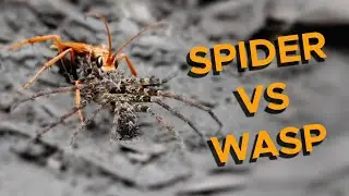 Huntsman Spider Vs Spider Wasp - Endoparasitism