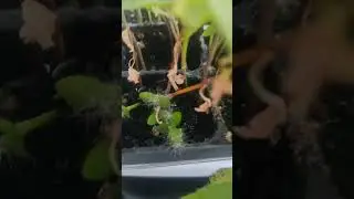 мои балконные эксперименты