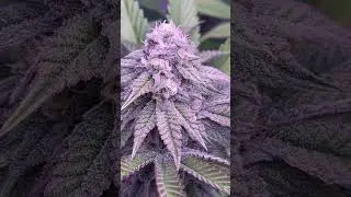Blüte Tag 37 Oreoz Og strain  #420 #seedtoharvest #crazybud