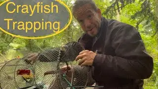Trapping crayfish Uk, how to trap crayfish, signal crayfish traps and the law,