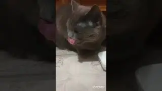 Моя кошка очень любит зелёный горошек 🍀☘️🍀