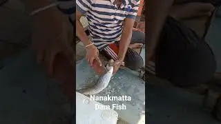 fish cleaning